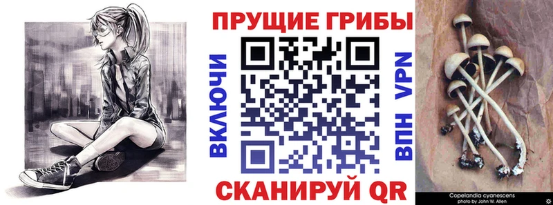 Псилоцибиновые грибы Psilocybe  даркнет сайт  Буинск 